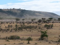 Bologonja_Seronera2009-39